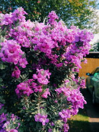 Close-up of pink flowers blooming outdoors