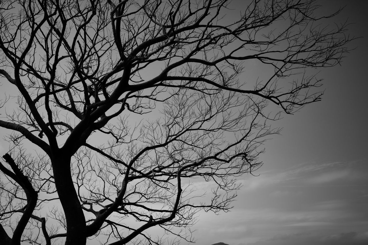 LOW ANGLE VIEW OF BARE TREE AGAINST SKY AT DUSK