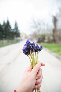 Cropped hand of woman holding purple hyacinth flowers over footpath