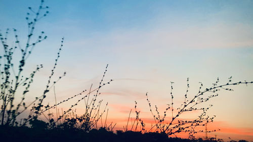 Low angle view of silhouette plants against sky during sunset