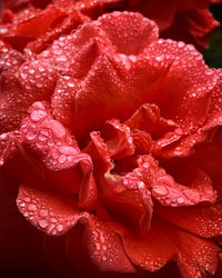 Close-up of raindrops on leaves