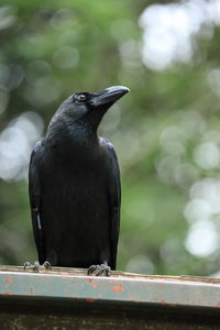 Close-up of bird perching on railing