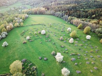 High angle view of sheep on land