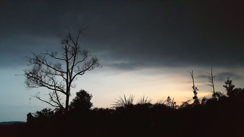 Low angle view of silhouette bare trees against sky