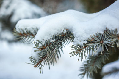 Close-up of frozen pine tree during winter