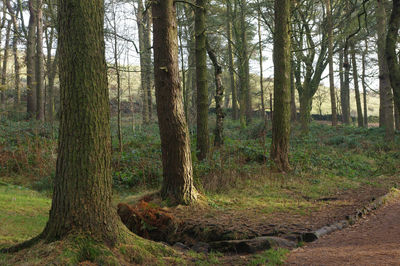 Trees in forest