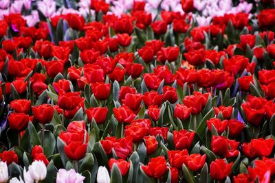 Full frame shot of red tulips