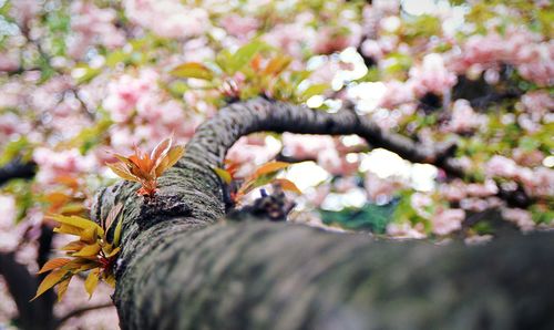 Close-up of flowers on tree