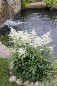 Close-up of white flowers in water