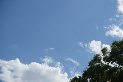 Low angle view of trees against blue sky