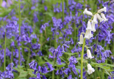 Close-up of purple flowers