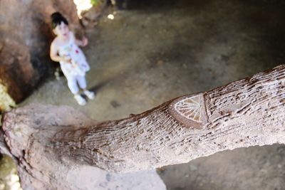 Close-up of lizard on tree trunk