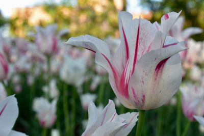 Close-up of pink flower in garden