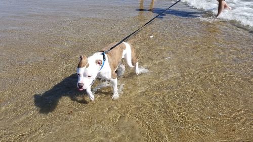 High angle view of dog on beach