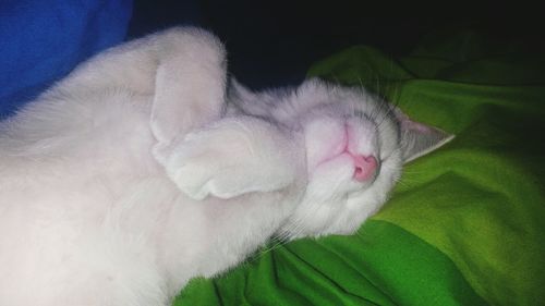 Close-up of a sleeping cat
