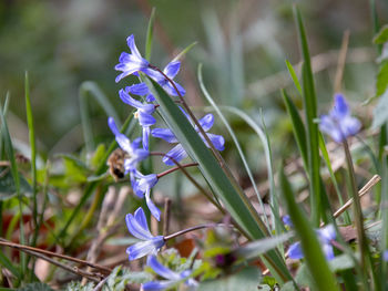 Close-up of purple crocus flowers on field