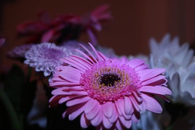 Close-up of pink flower blooming outdoors