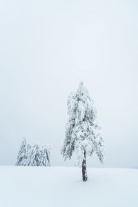 Tree on snow covered land against sky