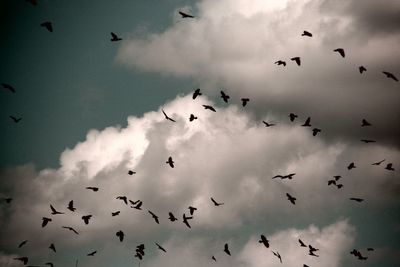 Low angle view of birds flying against sky