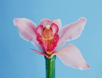 Close-up of pink flower against blue background