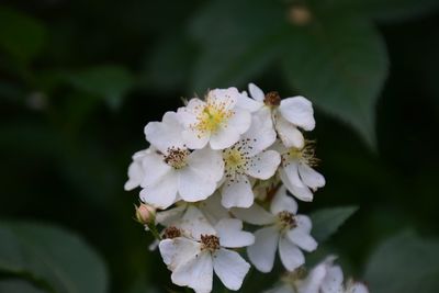 Close-up of white flowers