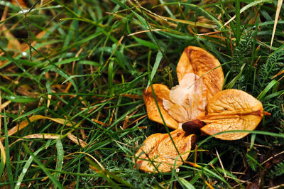 Close-up of mushroom growing on field