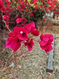 Close-up of pink bougainvillea blooming outdoors