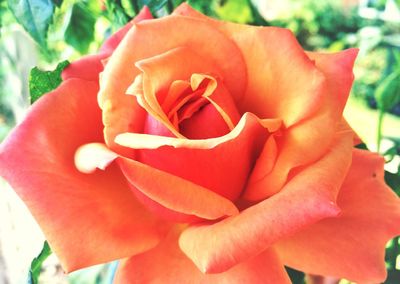 Close-up of red rose