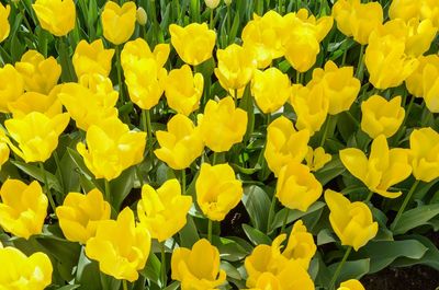 Close-up of fresh yellow flowers blooming in field