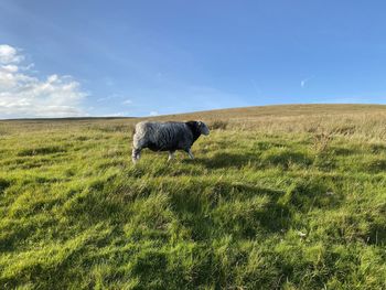 A solitary sheep, on the hill tops, with wild grass, and a blue sky in, halton gill, skipton, uk