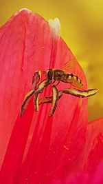 Close-up of red flowers