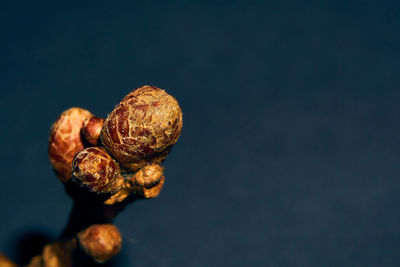 Close-up of food against black background