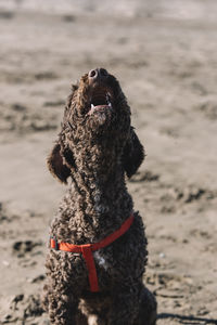 Portrait of a funny spanish water dog barking on the sand