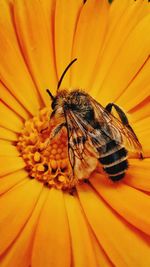 Close-up of bee pollinating on yellow flower