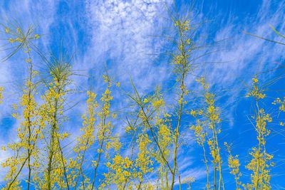 Low angle view of autumn trees against sky