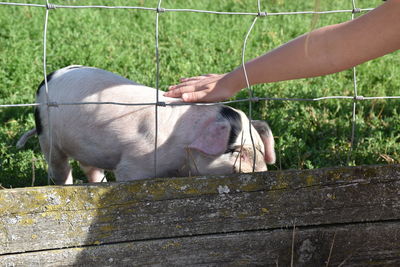 Person touching a piglet 