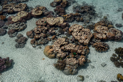 High angle view of coral in sea