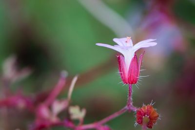 Close-up of pink flowering plant