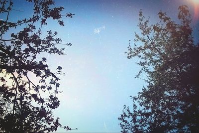 Low angle view of tree against blue sky