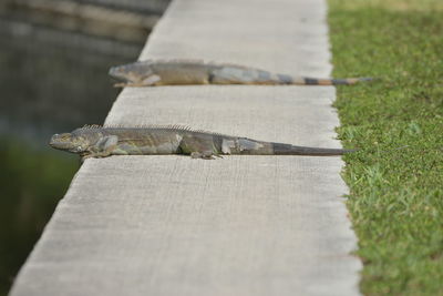 Close-up of lizard on grass
