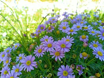 Close-up of blue daisy flowers on field