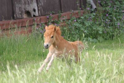 Dog on field