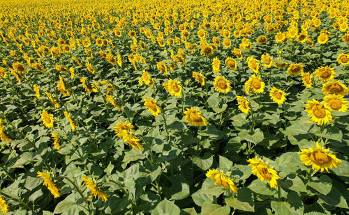 Full frame shot of yellow flowering plants