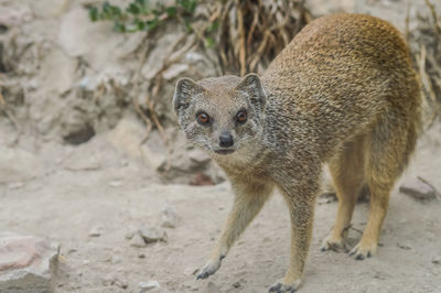 Close-up of an animal
