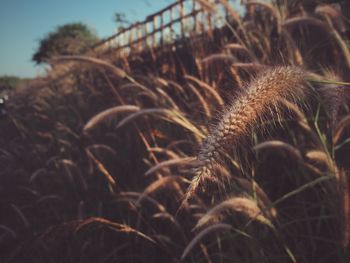 Close-up of dry flowers on field