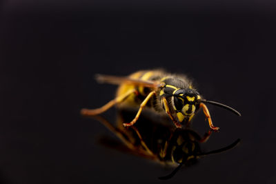 Close-up of insect