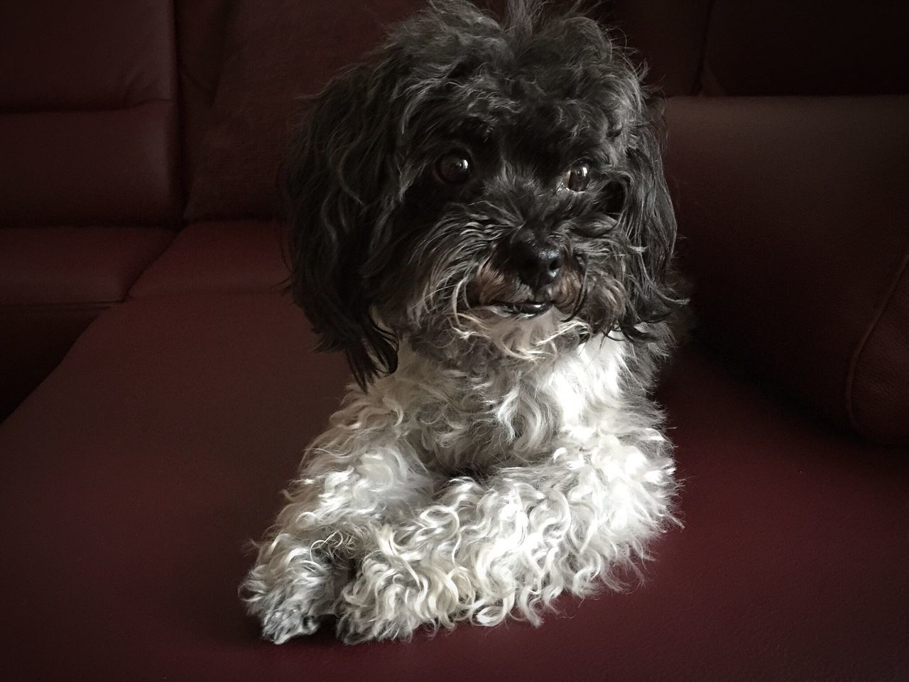 one animal, animal themes, pets, domestic animals, indoors, dog, mammal, portrait, looking at camera, home interior, close-up, animal hair, animal head, flooring, no people, black color, front view, home, full length