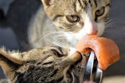 High angle view of cats eating meat while sitting outdoors