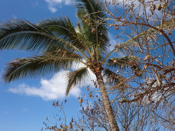 Low angle view of coconut palm tree against sky