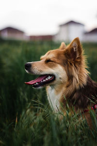 Dog looking away on field